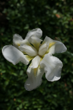 Iris florentina RCP4-2012 70.JPG